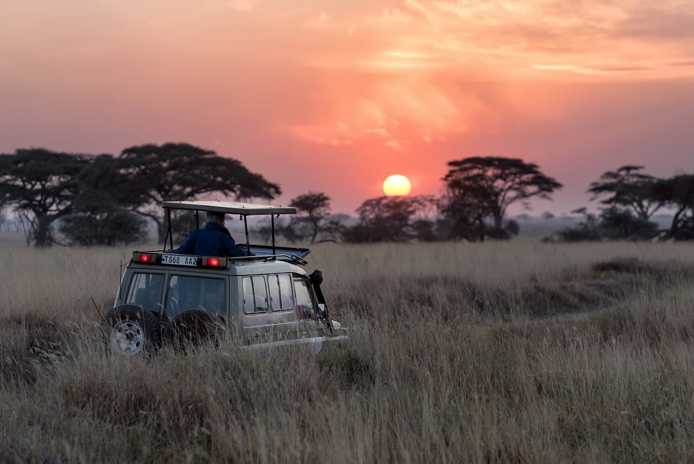 Jungle Safari